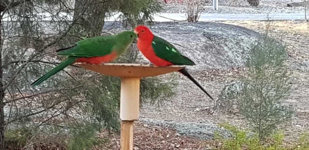 Murray Gardens Motel Stanthorpe Dış mekan fotoğraf